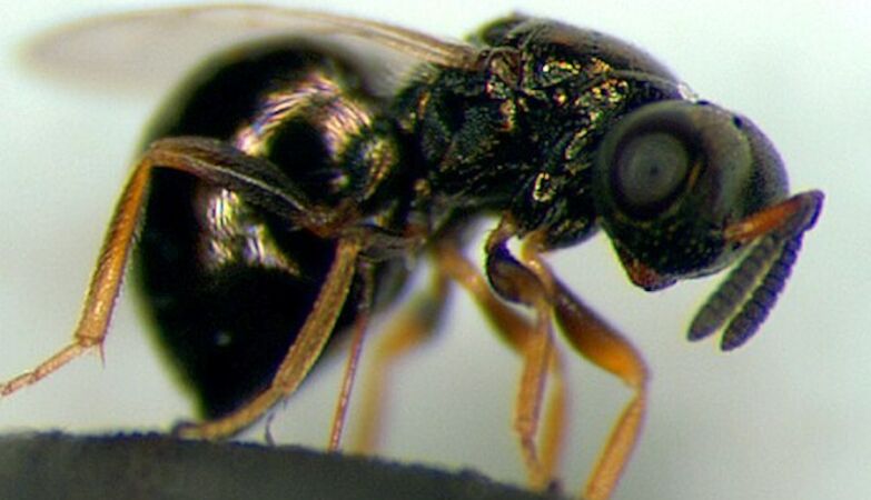 Wasps can teach us to live longer