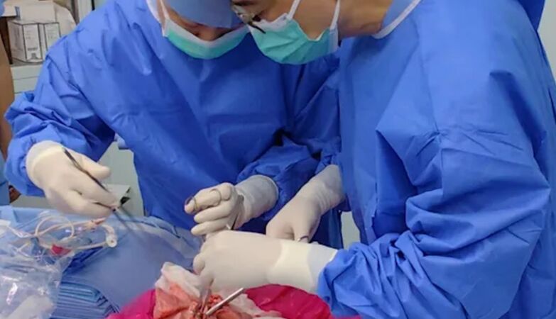 Doctors first transplant a human pig lung
