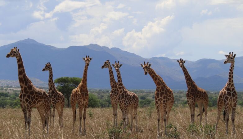After all there is no kind of giraffe, but four. Three of them are in Sarilhos