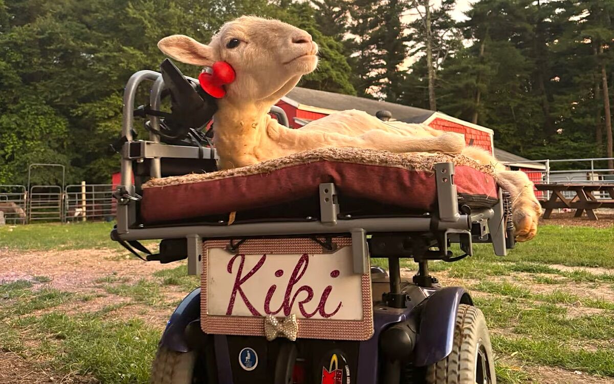 A paraplegic sheep learned to drive with his head. Just want to walk quickly