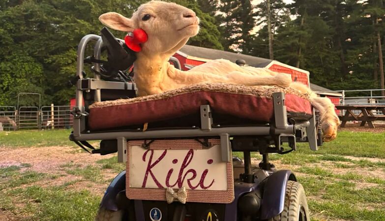 A paraplegic sheep learned to drive with his head. Just want to walk quickly