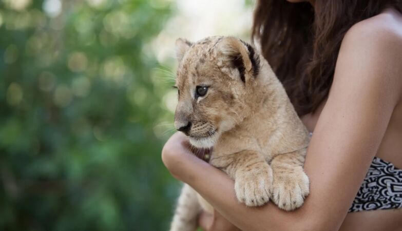 Menu of the day: lunch, dessert and a selfie with a little lion, for 130 euros