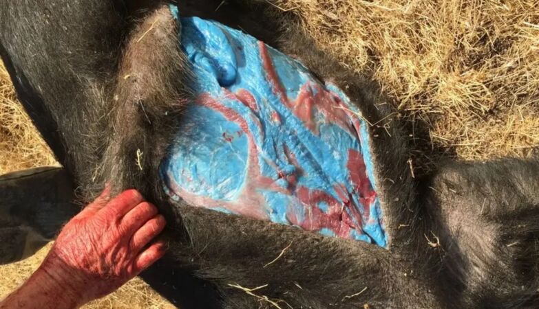 The interior of California's wild boars is turning blue-electric