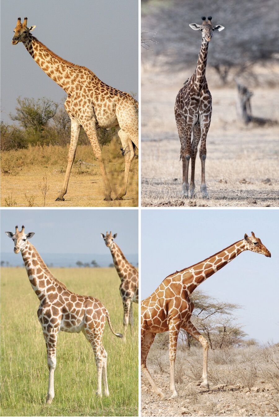 After all there is no kind of giraffe, but four. Three of them are in Sarilhos