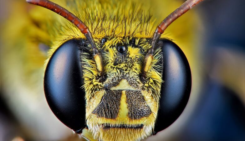 Discovery of a superpower in the brain of bees can revolutionize AI and robotics