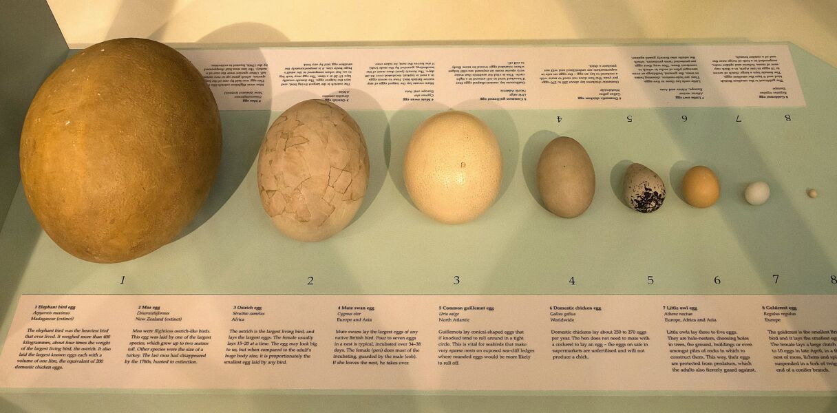 The largest bird that ever existed was the size of an elephant (and put eggs of 10 kg)