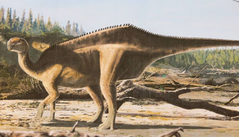 New dinosaur with sailing tail discovered in a museum by refurbished doctor