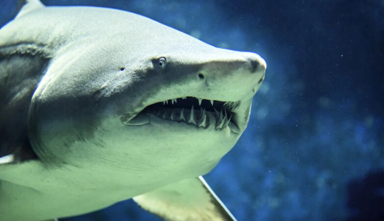 Global warming can end the mortal attacks on sharks