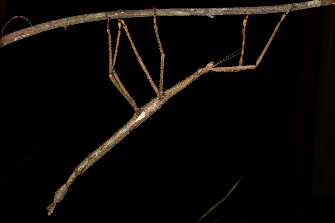 Gigantic “cane” discovered in Australia can be the heaviest insect on the continent