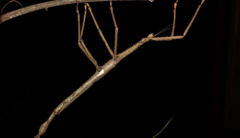 Gigantic “cane” discovered in Australia can be the heaviest insect on the continent