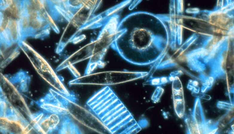 There was a mysterious glow in the ocean. There were thousands of millions of tiny creatures