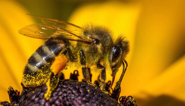 Scientists create surpluses that can save bees