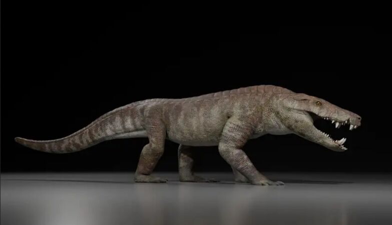 Old hyperconivore crocodile ate “dinosaurinhos” to breakfast