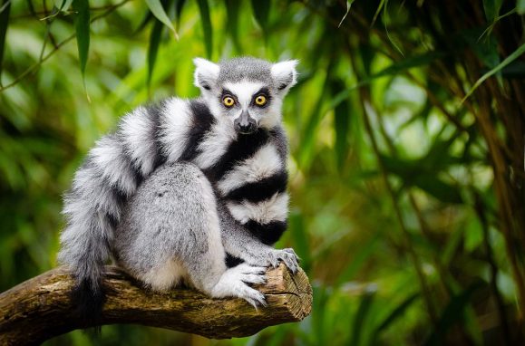 90% of life in Madagascar does not exist anywhere else. 661 unique species are critical danger
