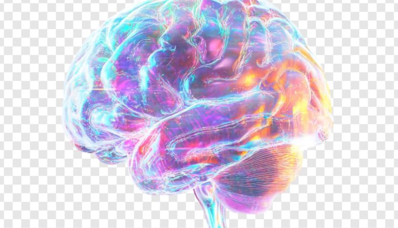 Cells that protect the brain adjust to the person's injuries and age
