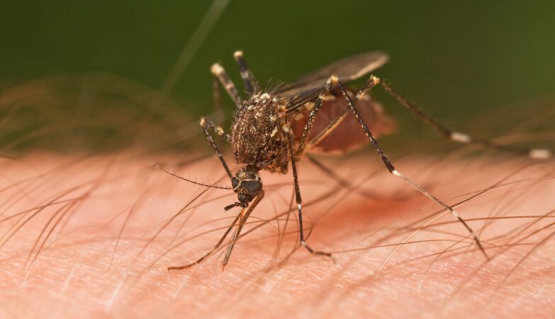 Mosquito -transmitted diseases will be “new normal” in Europe
