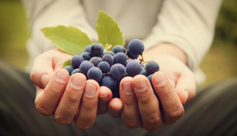 Grape is a superfood, concludes a new study