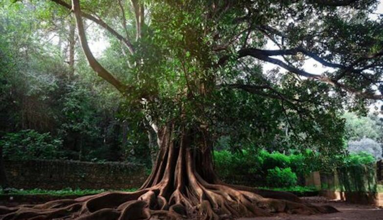 One tree has a bilion of microbes