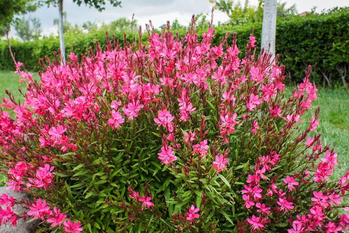 Flower beds in summer