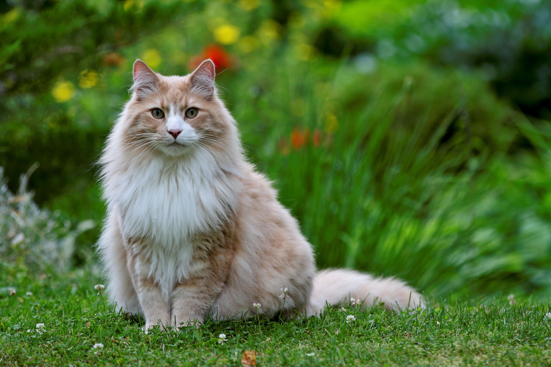 Cat Day 2025 How to understand a cat? Practical guide on the occasion of the International Cat Day