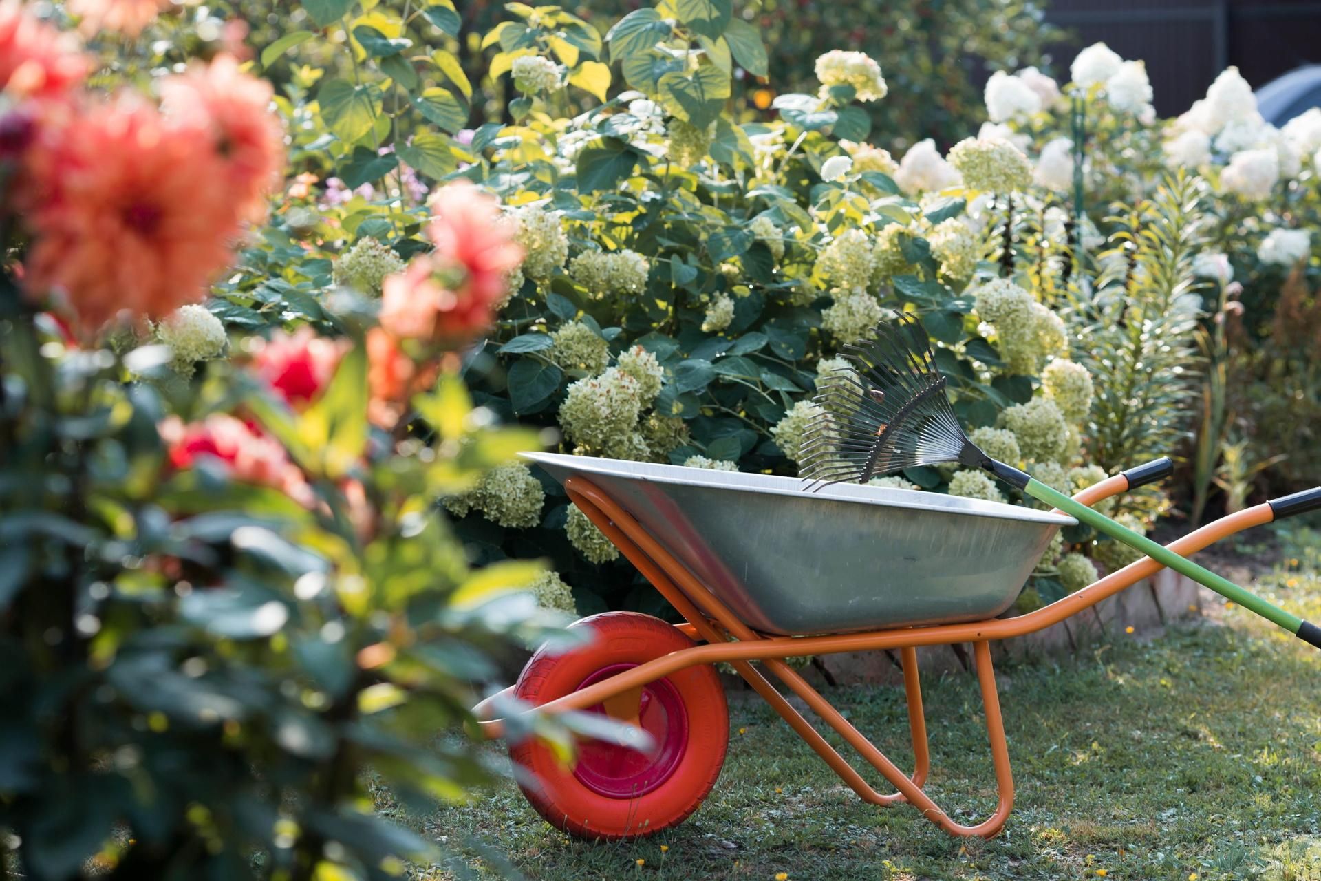 Work in the garden what to sow and plant in August? This is the best time for some flowers and vegetables