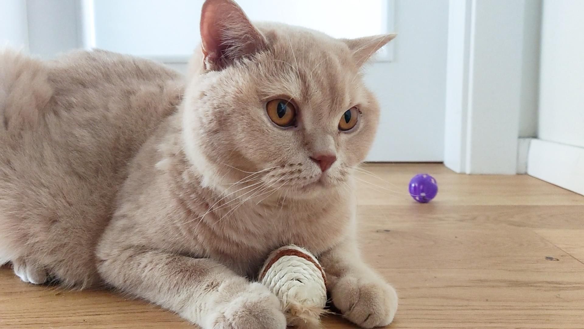 Getting to know the personality of a cat with the key to proper care for it. A meeting with a behaviorist may be support