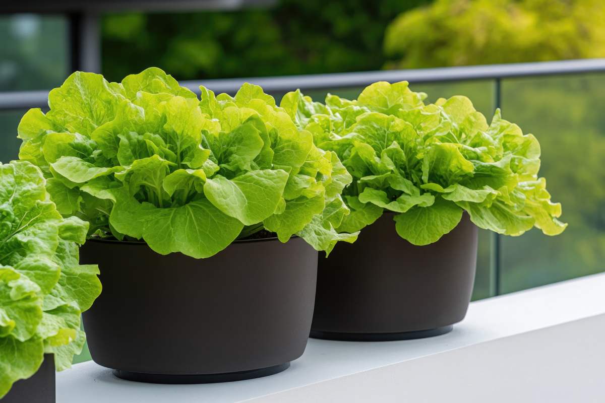 Little and spinach cultivation at the end of August