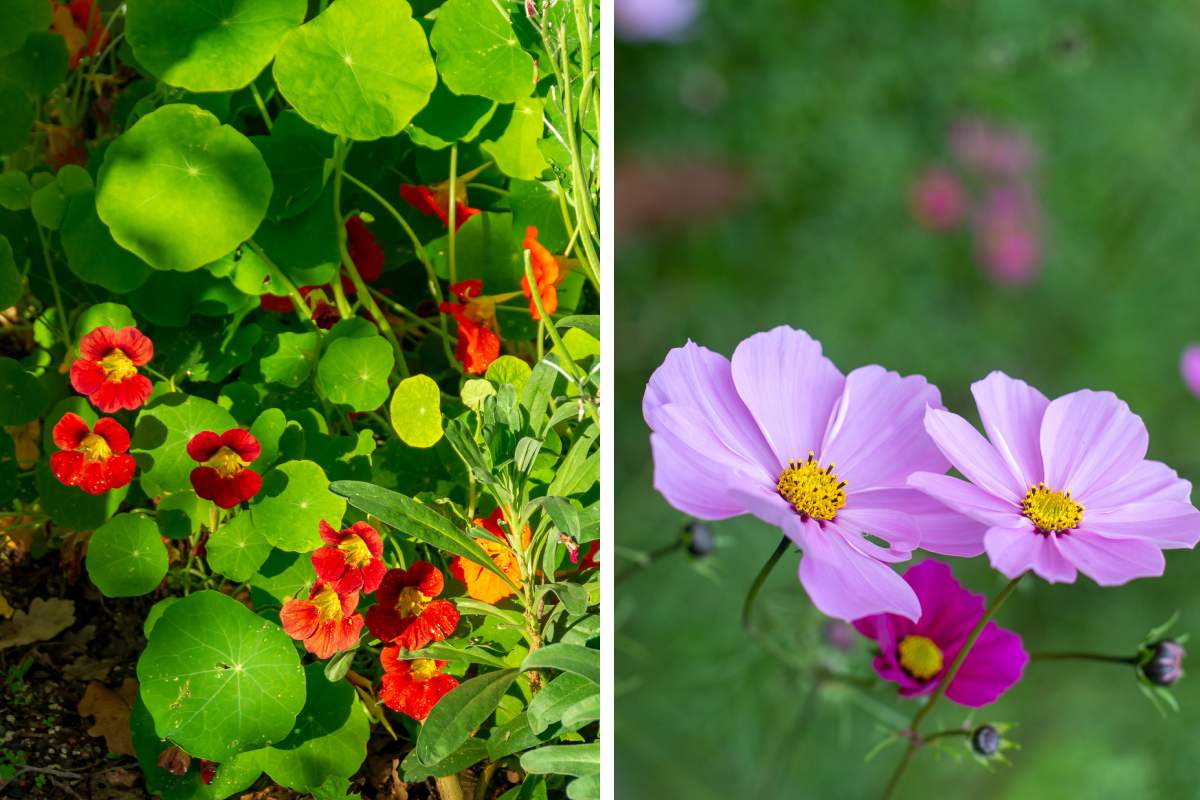 The flowers to plant for autumn