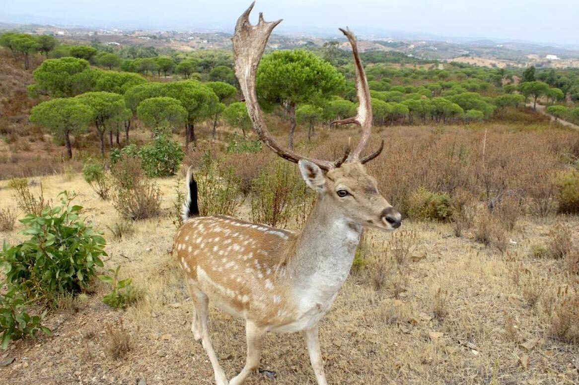 It is in the Algarve and there is Garos in freedom: this free park is ideal for family days without confusion