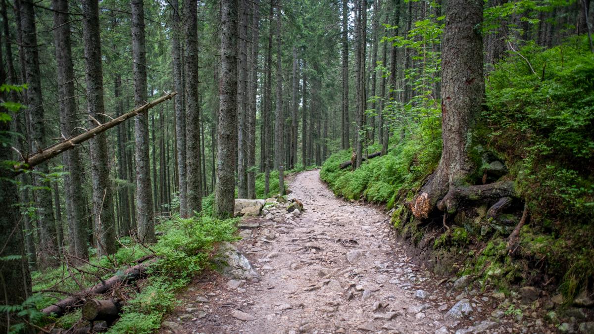 He goes to the forest for mushrooms and his excursion culminates in a dangerous discovery of World War II