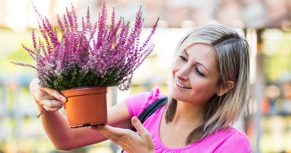 When buying heathers, see not only for beautiful flowers, but also at the list, roots and conditions in which they grew. /123RF/PICSEL