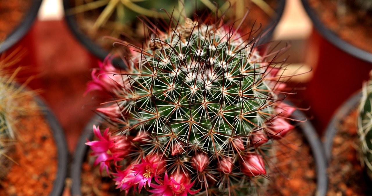The cactus will bloom only when we provide him with a winter rest period