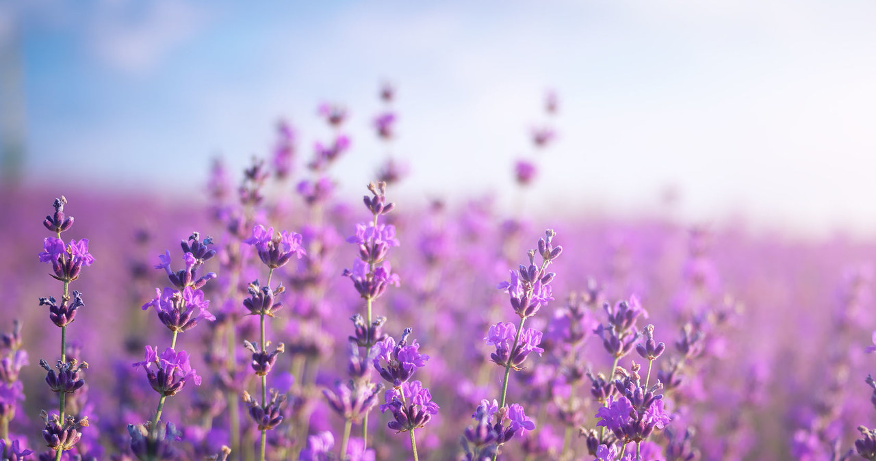Lavender is cut up to twice a year /123RF /PICSEL