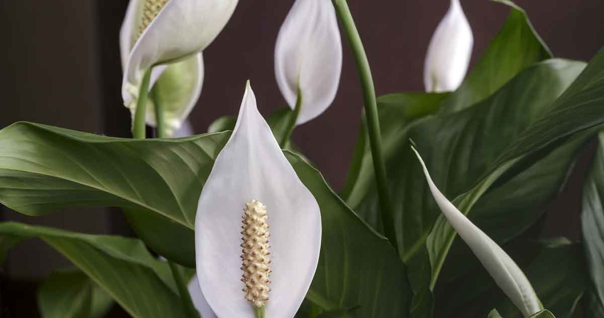 Thanks to the appropriate conditioner, the winged flower can bloom again after a week /123RF /PICSEL