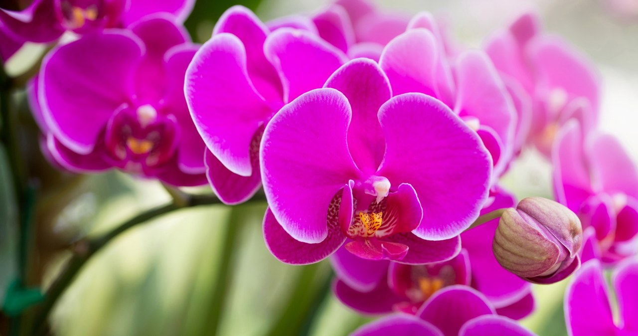 Orchids are perennial flowers, with proper care will grow for years. /123RF/PICSEL