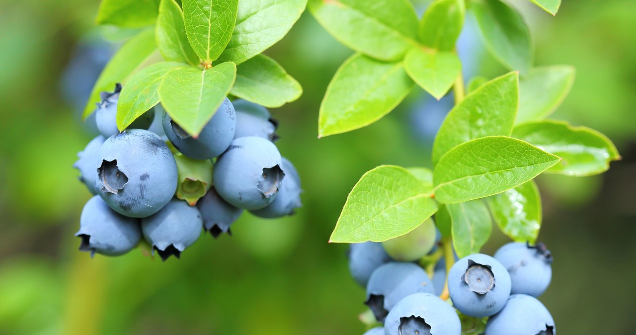 Thanks to the good blueberry litter, they will surprise with the amount of fruit /123RF /PICSEL