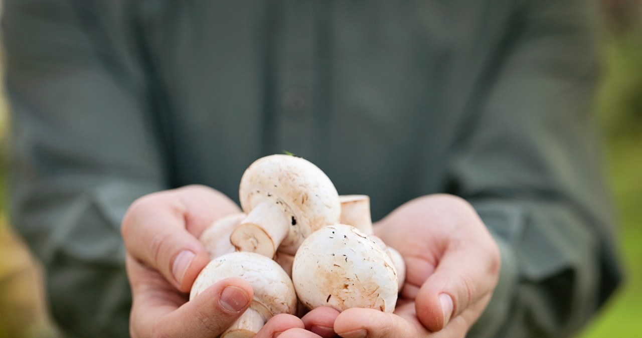 It is best to reach only for mature mushroom species, which can be distinguished after its appearance from a poisonous double. /123RF/PICSEL