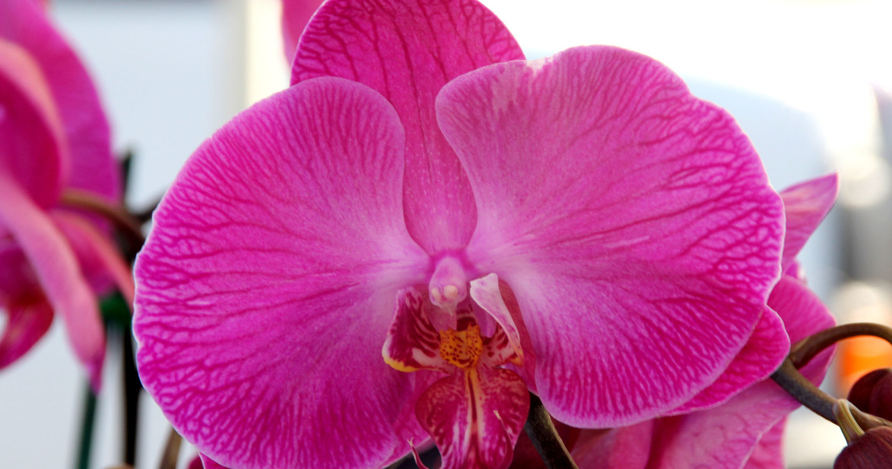 The orchid loves this spice. He will put him on his feet even after solid shedding