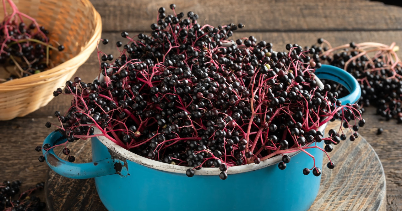Cook elderberry fruit in a low -fire pot with a thick bottom and the addition of water, because it is extremely easy to burn. /123RF/PICSEL