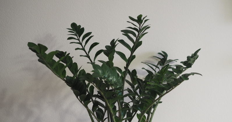 Zamiokulkas will lift a long -lasting lack of light, but it does not tolerate the full sun /123RF /PICSEL