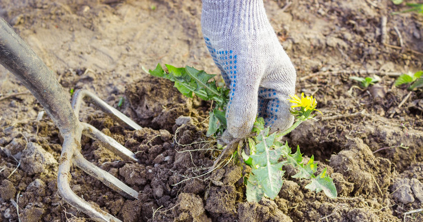 Weeds should be removed thoroughly with the roots. Even the smallest fragment left in the ground can lead to their re -rise. /123RF/PICSEL
