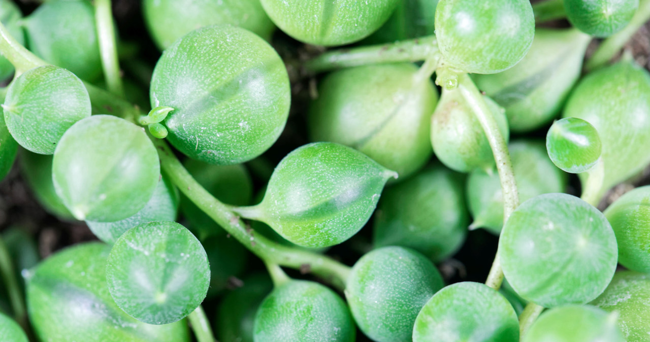 Rowley's old man is one of the most interesting plants /123RF /PICSEL