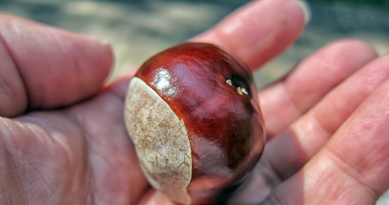 Gathering chestnuts on the first day of autumn can bring happiness /123RF /PICSEL