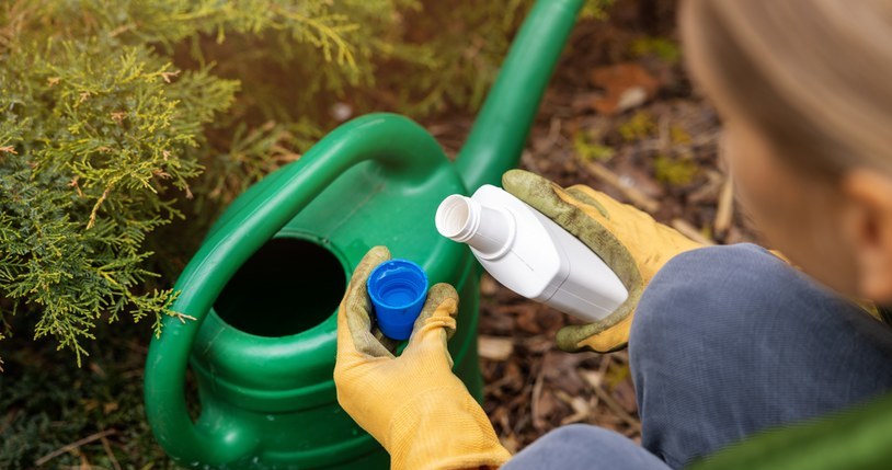 The autumn fertilization of the thuja should be done with preparations rich in phosphorus and potassium. Certainly avoid nitrogen -abundant fertilizers. /123RF/PICSEL