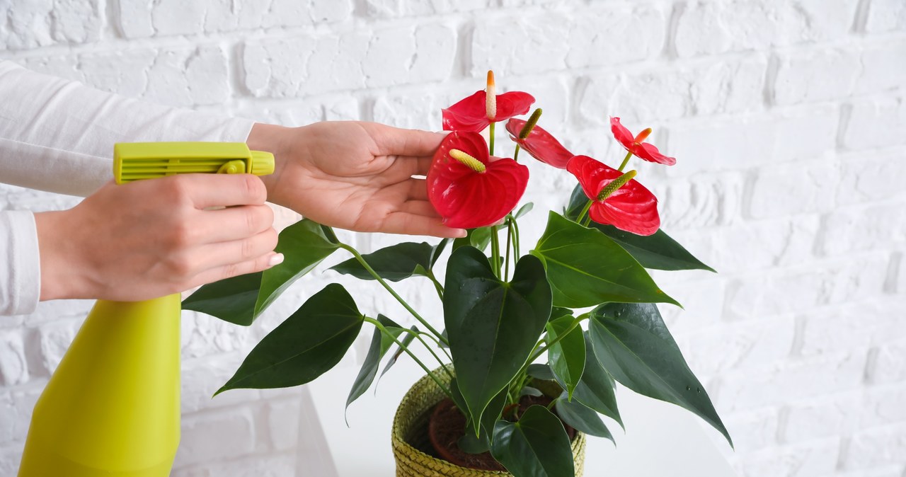 The anthurium in the pot has quite high requirements /123RF /PICSEL