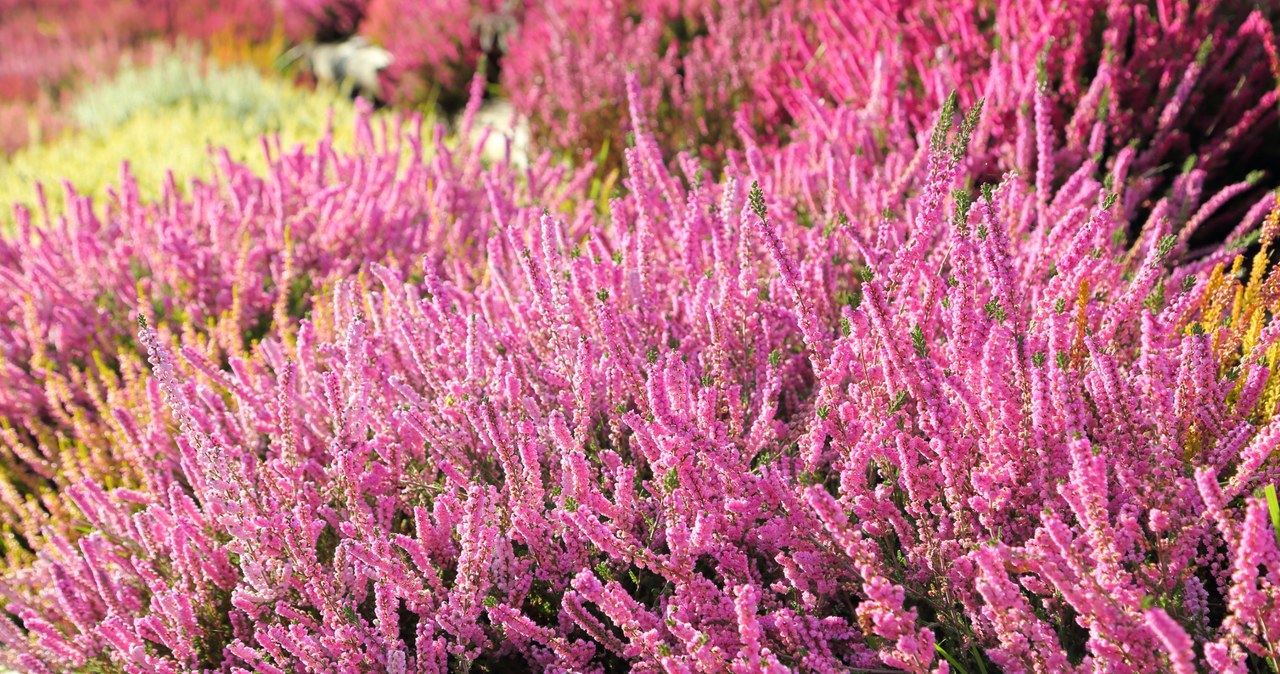 Heather is bad for excess moisture /123RF /PICSEL