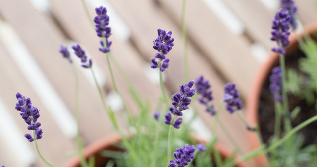 Lack of cutting quickly makes lavender losing its charm /123RF /PICSEL