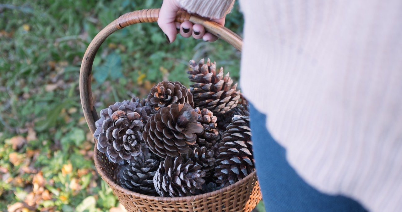 Sharp cones will effectively discourage rodents from digging flower bulbs /123RF /PICSEL