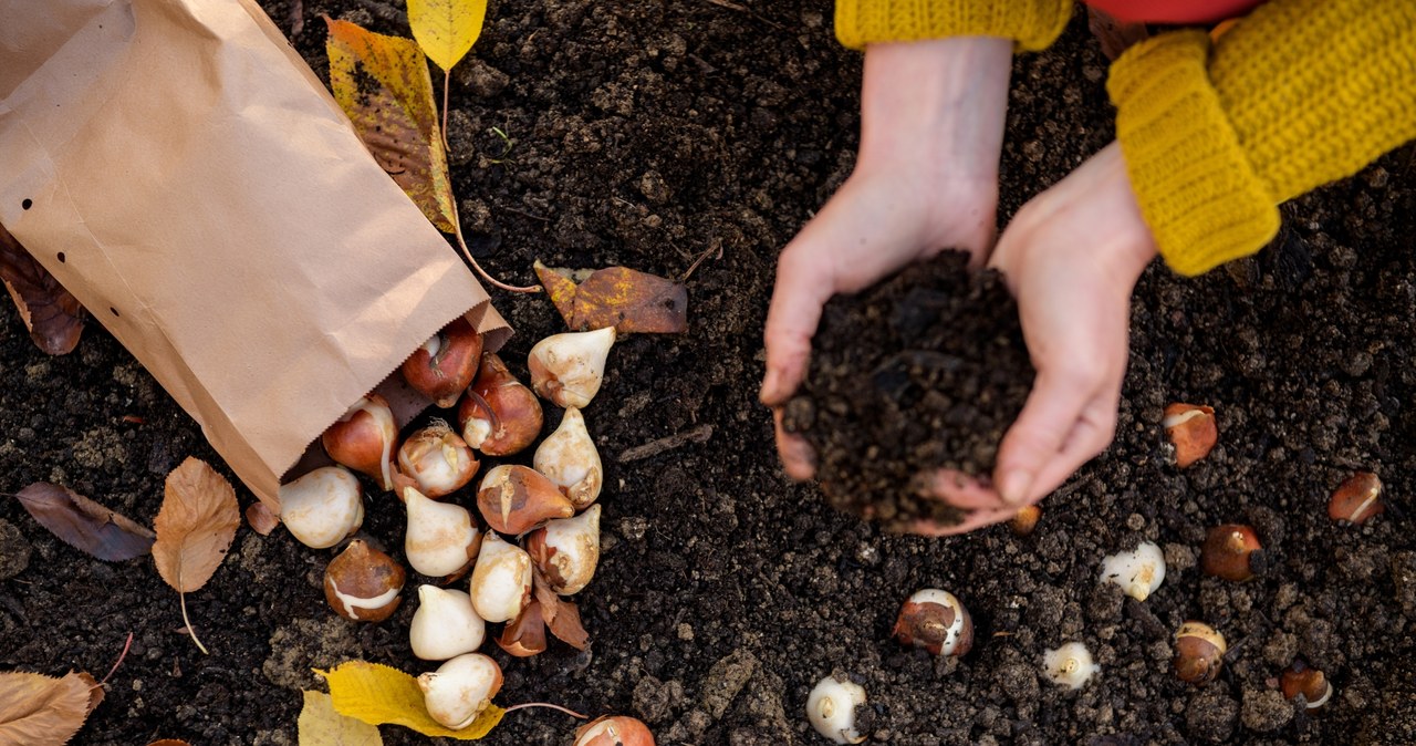 Planting tulips requires not only the term, but also knowledge of several important rules. /123RF/PICSEL
