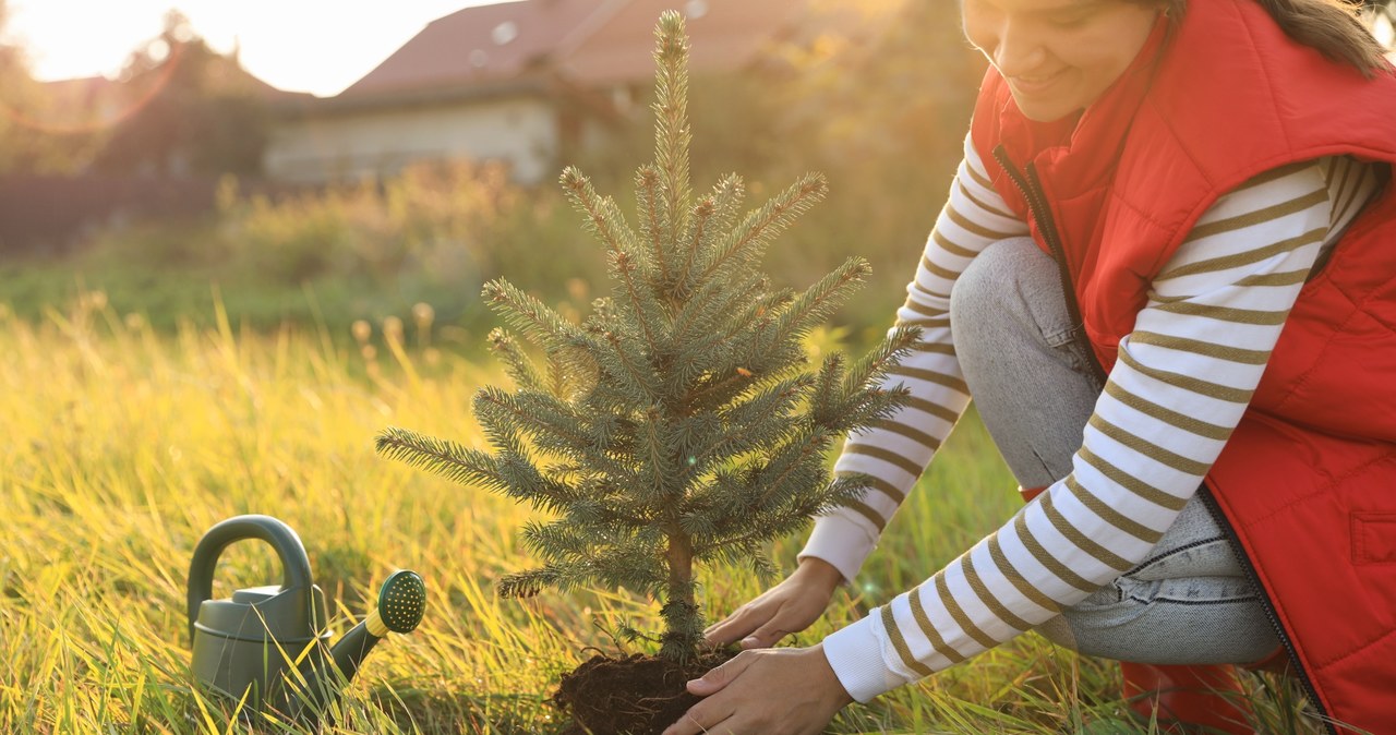 Exaggeration of conifers can be done by the end of September /123RF /PICSEL